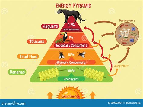 Energy Pyramid Vector Illustration. Labeled Biomass Representation ...