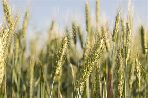 Barley plant in a field stock photo. Image of barley - 14786578