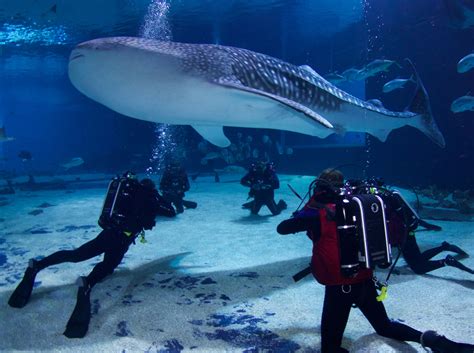 Does Atlanta Aquarium Offer Spectacular Whale Sharks Encounters ...