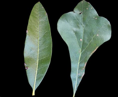 Native Tree Identification | N.C. Cooperative Extension