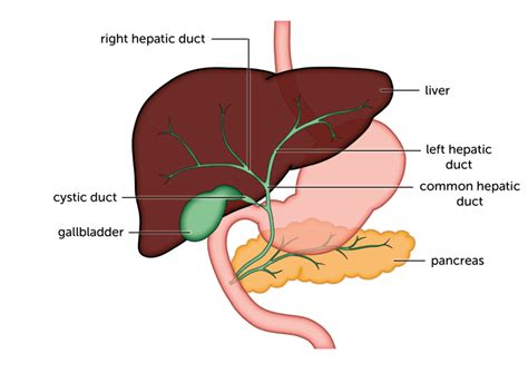 What is bile duct cancer? - Liver Cancer UK