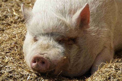 8 Facts About Teacup Pigs That Aren't So Cute