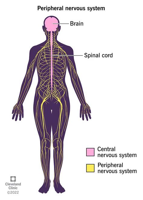 Nervous Tissue Diagram