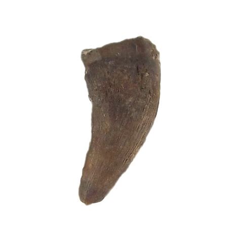 REAL Dinosaur Tooth Velociraptor Jewely Supply Genuine