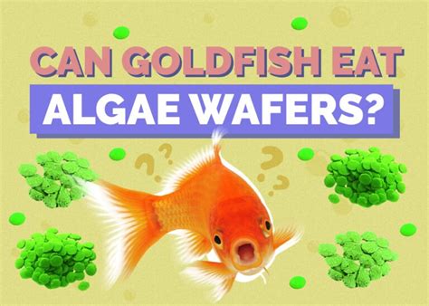 Can Goldfish Eat Algae Wafers? Facts & FAQs | Hepper