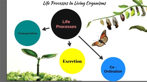 Life Processes by Fatima Ansari on Prezi Next