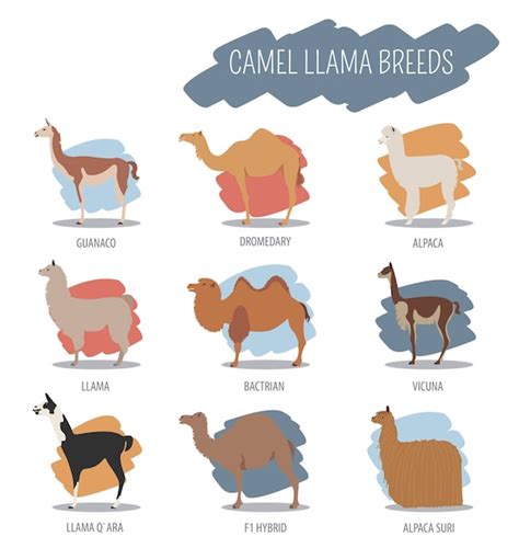 Camel and Llama Breeds Large Cotton Tea Towel - Etsy UK