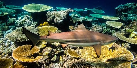 Blacktip Reef Shark - Marine Savers