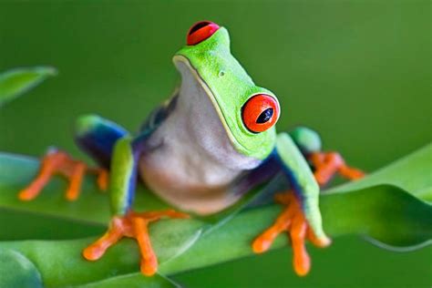 Red-Eyed Tree Frog (Agalychnis Callidryas) | ubicaciondepersonas.cdmx ...