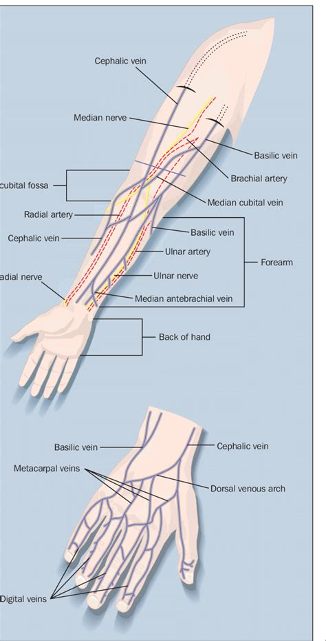 Download scientific diagram | The superficial veins of the forearm and ...