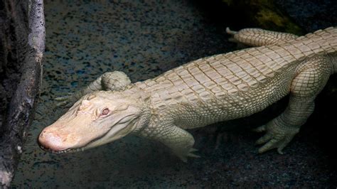 Extremely rare albino alligator arrives at Illinois zoo | Fox News