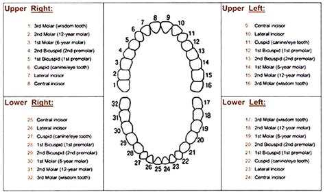 Numbered Tooth Diagram