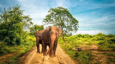 Sri Lanka Wildlife Tour | National Parks and Monuments