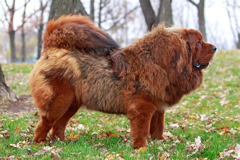 Tibetan Mastiff Dog Breed Information & Characteristics | Daily Paws