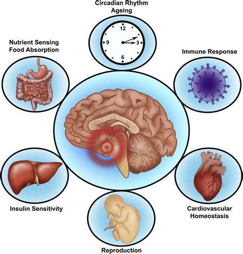 Hypothalamus Functions Hypothalamus Hormones And Disorders