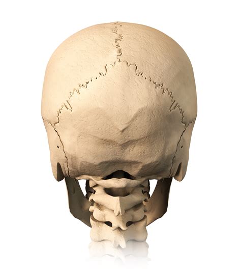 Back Of Skull Anatomy : Lecture 5--Axial Skeletal System at University ...