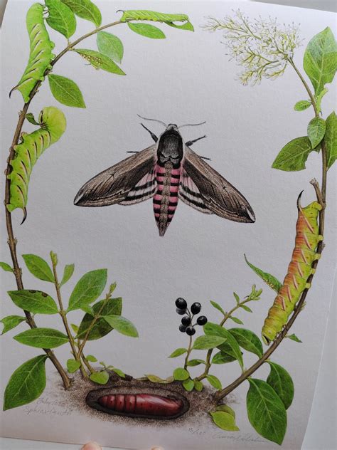 Privet Hawk Moth lifecycle - Life-size limited edition art print ...