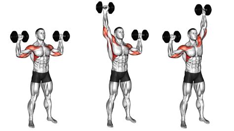 Dumbbell Overhead Press Muscles Worked