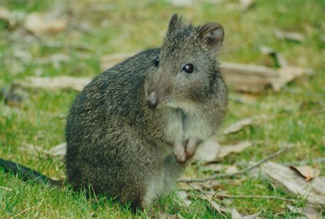 #ThreatenedThursday: Long-nosed Potoroo Jul 2019 | The Foundation for ...