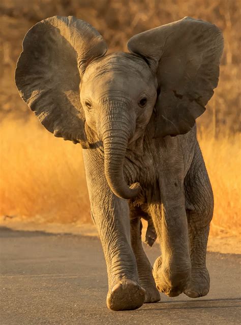 Elephants of the Kruger National Park - the largest of the big-five