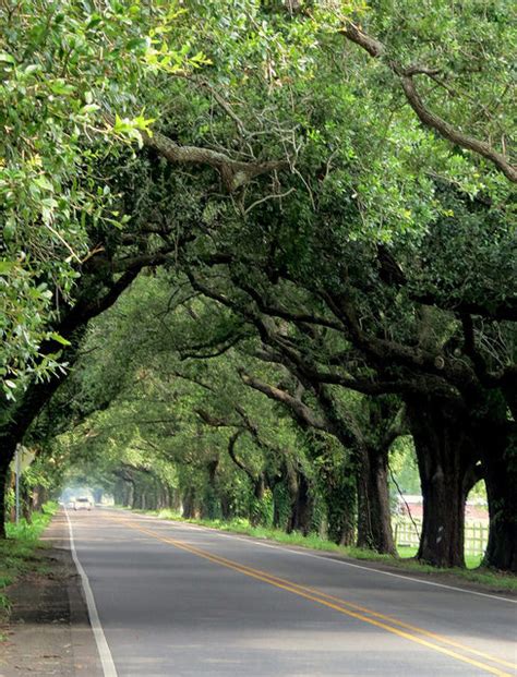 Beautiful Louisiana (St. Bernard Parish)