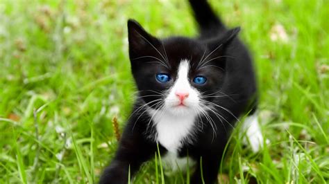 🔥 [70+] Black And White Cat Wallpapers | WallpaperSafari