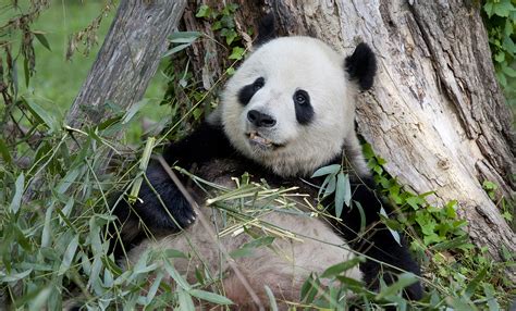 Giant Panda Cam | Smithsonian's National Zoo