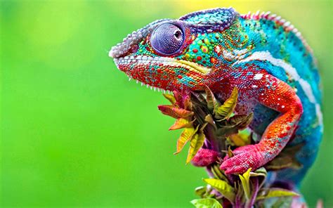 chameleons, Colorful, Macro, Animals Wallpapers HD / Desktop and Mobile ...