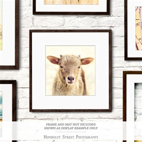 Little Lamb Baby Animal Photograph Cute Farm Animal Lamb Photo Print ...