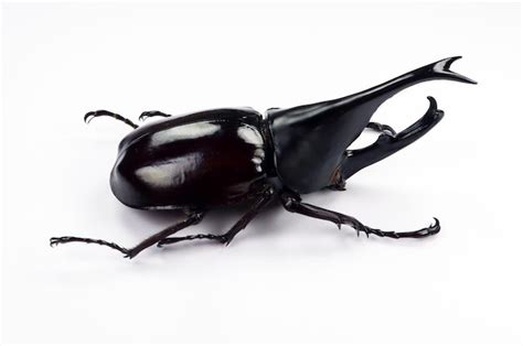 Premium Photo | Black rhino beetle isolated on white. xylotrupes gideon ...