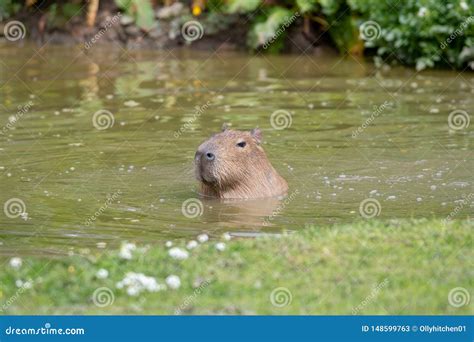 A solo Capybara swimming stock image. Image of meadow - 148599763