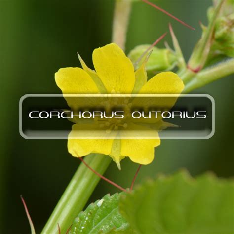 Corchorus Olitorius | Interstellar Blends | Activate Your Super Powers!