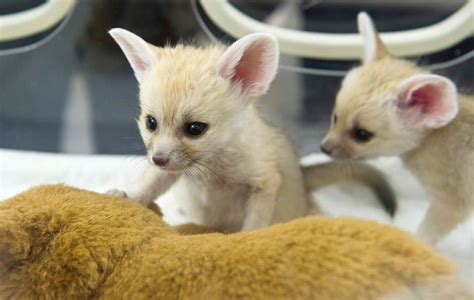 Fennec Fox Animals For Sale | Gate Parkway, Jacksonville, FL #277292