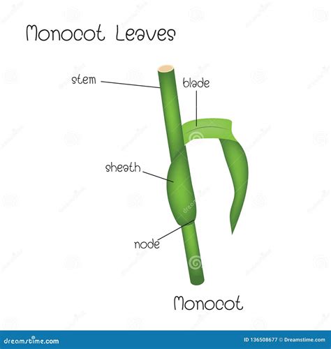 Monocot Leaves diagram stock vector. Illustration of growth - 136508677