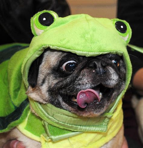 The 33 Cutest Funny Pug Pictures Of All Time