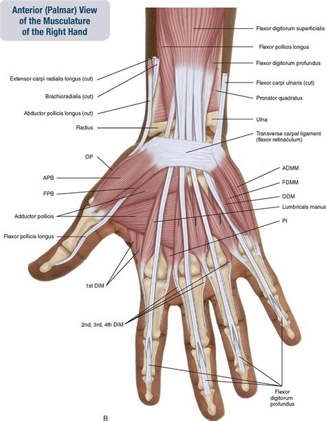 7. Muscles of the Forearm and Hand | Musculoskeletal Key