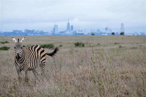 Nairobi National Park Safari Guide • Inside Kenya's Park