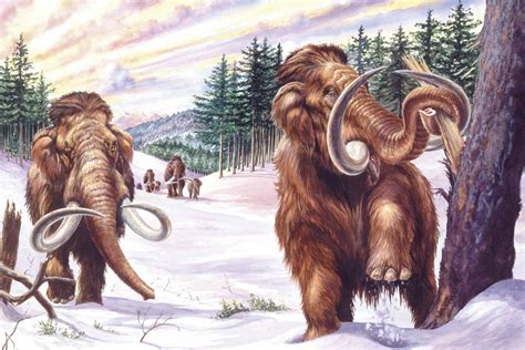 10 Facts About the Wild Woolly Mammoth