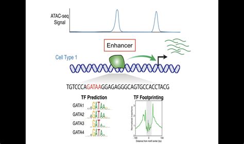 Single Cell ATAC - 10x Genomics