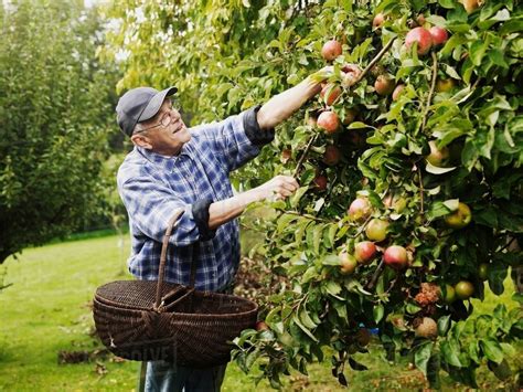 Older man picking fruit from tree - Stock Photo - Dissolve