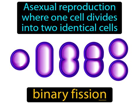 Binary Fission Definition & Image | Flippy Flashcards