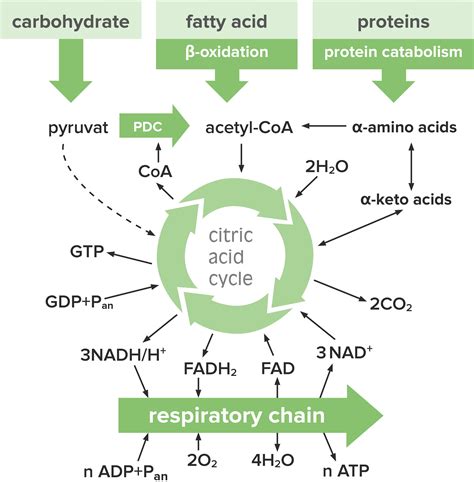 Citric Acid Cycle (CAC; Tricarboxyl Acid Cycle; Krebs Cycle)