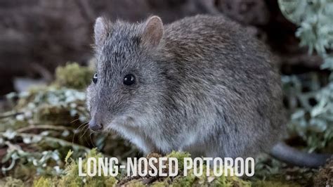 Long-nosed Potoroo - Conservation Ecology Centre - Cape Otway - YouTube