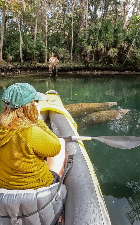 10 Awesome Crystal River Manatee Tours - Uprooted Traveler