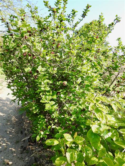 Sweetshrub – A Flower Expected Everywhere