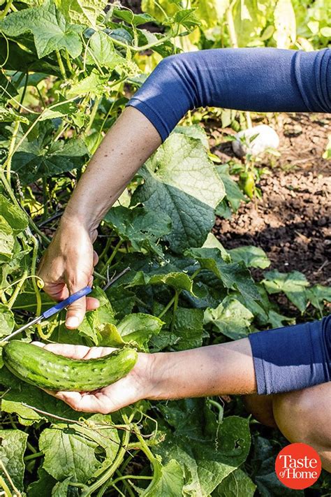 Here’s the RIGHT Way to Harvest Your Summer Veggies | Summer veggies ...