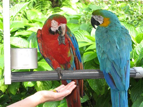 File:Two different macaws -Jungle Island -Miami-6a.jpg - Wikipedia, the ...