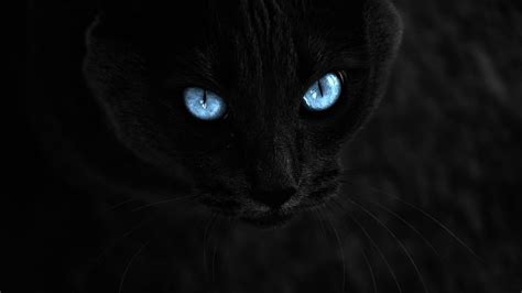 Black Cat Eyes Wallpaper (69+ images)