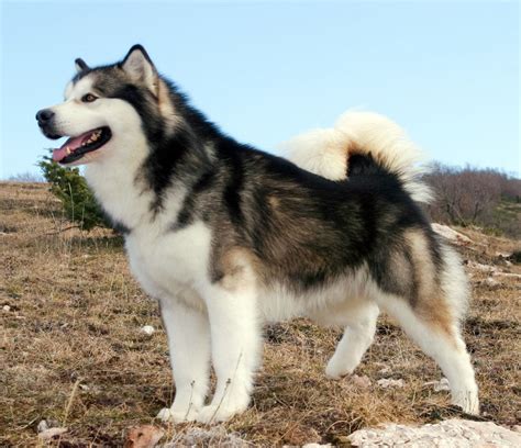 Tips to Increase an Alaskan Malamute Lifespan – Petsmont