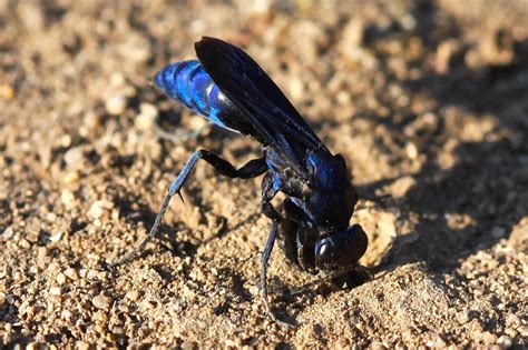 Blue Wasp Photograph by Paul Marto - Pixels